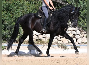 Andaluso, Stallone, 5 Anni, Morello
