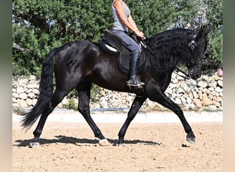 Andaluso, Stallone, 5 Anni, Morello