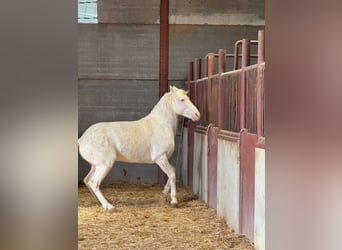 Andaluso, Stallone, 6 Anni, 150 cm, Cremello