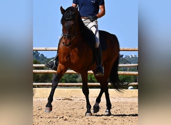 Andaluso, Stallone, 6 Anni, 157 cm, Baio
