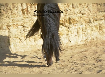 Andaluso, Stallone, 6 Anni, 157 cm, Baio nero