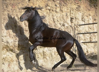 Andaluso, Stallone, 6 Anni, 157 cm, Baio nero