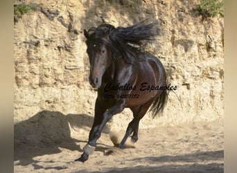 Andaluso, Stallone, 6 Anni, 157 cm, Baio nero