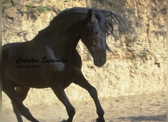 Andaluso, Stallone, 6 Anni, 157 cm, Baio nero