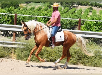 Andaluso, Stallone, 6 Anni, 158 cm, Palomino