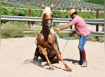 Andaluso, Stallone, 6 Anni, 158 cm, Palomino