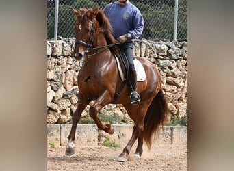 Andaluso, Stallone, 6 Anni, 160 cm, Sauro
