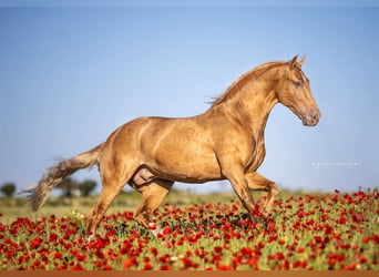 Andaluso, Stallone, 6 Anni, 161 cm, Champagne