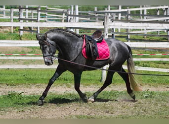 Andaluso, Stallone, 6 Anni, 162 cm, Grigio