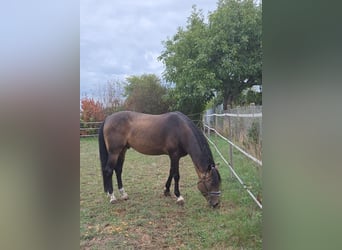 Andaluso, Stallone, 6 Anni, 163 cm, Pelle di daino