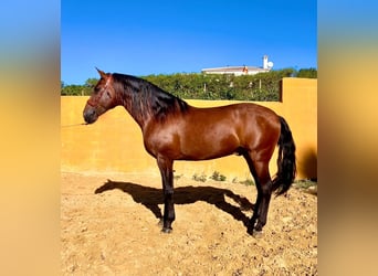 Andaluso, Stallone, 6 Anni, 165 cm, Baio ciliegia