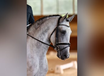 Andaluso, Stallone, 6 Anni, 166 cm, Grigio