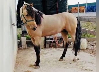 Andaluso, Stallone, 6 Anni, 166 cm, Pelle di daino