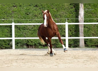 Andaluso, Stallone, 7 Anni, 155 cm, Sauro scuro