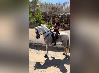 Andaluso Mix, Stallone, 7 Anni, 160 cm, Grigio
