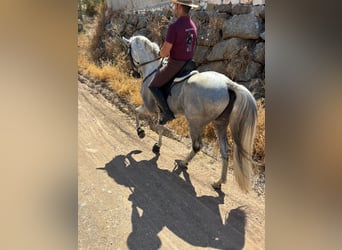 Andaluso Mix, Stallone, 7 Anni, 160 cm, Grigio