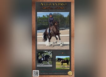 Andaluso, Stallone, 7 Anni, 160 cm, Morello