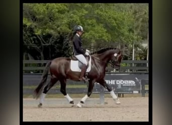 Andaluso, Stallone, 7 Anni, 160 cm, Morello