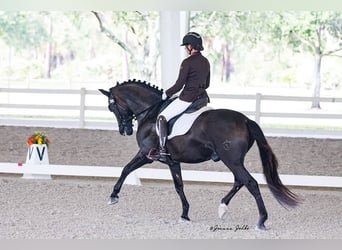 Andaluso, Stallone, 7 Anni, 160 cm, Morello