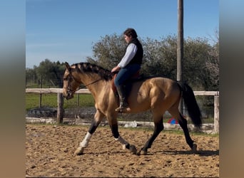 Andaluso, Stallone, 7 Anni, 161 cm, Falbo