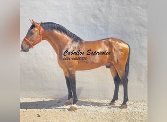 Andaluso, Stallone, 7 Anni, 161 cm, Falbo