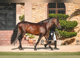Andaluso, Stallone, 7 Anni, 162 cm, Baio scuro