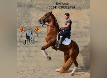 Andaluso, Stallone, 7 Anni, 163 cm, Sauro