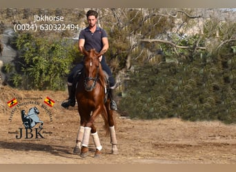 Andaluso, Stallone, 7 Anni, 163 cm, Sauro