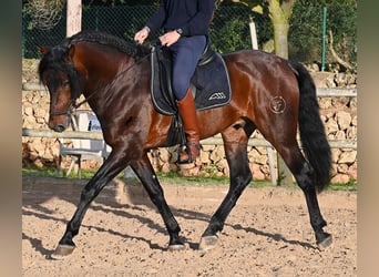 Andaluso, Stallone, 7 Anni, 166 cm, Baio