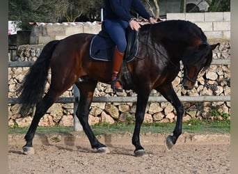 Andaluso, Stallone, 7 Anni, 166 cm, Baio