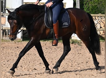 Andaluso, Stallone, 7 Anni, 166 cm