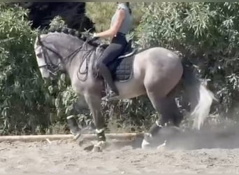 Andaluso, Stallone, 7 Anni, 166 cm, Grigio pezzato