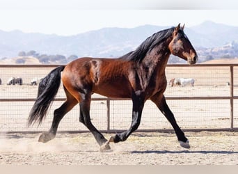 Andaluso Mix, Stallone, 7 Anni, 183 cm, Baio ciliegia