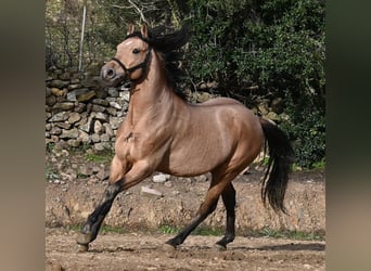 Andaluso, Stallone, 8 Anni, 158 cm, Falbo