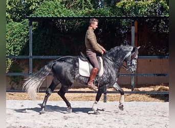 Andaluso, Stallone, 8 Anni, 159 cm, Grigio pezzato