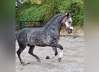 Andaluso, Stallone, 8 Anni, 159 cm, Grigio pezzato