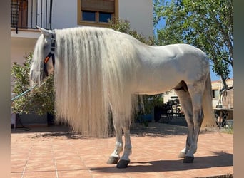 Andaluso, Stallone, 8 Anni, 163 cm, Grigio