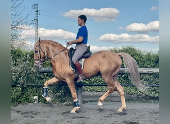 Andaluso, Stallone, 8 Anni, 163 cm, Palomino