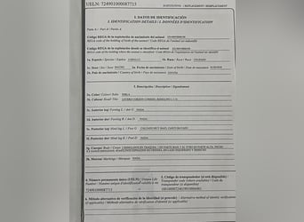 Andaluso, Stallone, 8 Anni, 163 cm, Palomino