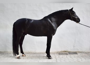 Andaluso, Stallone, 8 Anni, 164 cm, Morello