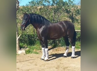 Andaluso, Stallone, 8 Anni, 166 cm, Baio scuro