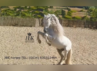 Andaluso, Stallone, 9 Anni, 162 cm, Grigio
