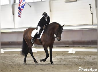 Andaluso, Stallone, 9 Anni, 166 cm, Baio