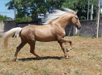 Andaluso, Stallone, 9 Anni, 167 cm, Palomino