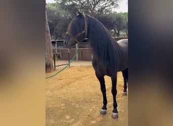 Andaluso, Stallone, 9 Anni, 169 cm