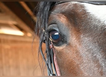 Andaluso, Stallone, 9 Anni