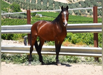 Andaluso, Stallone, 9 Anni