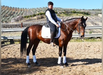Andaluso, Stallone, 9 Anni