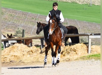 Andaluso, Stallone, 9 Anni