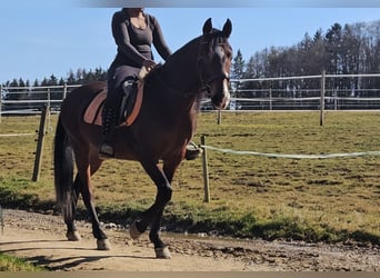 Andaluso, Stallone, 9 Anni